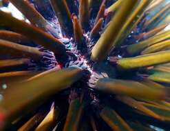 Image of Red pencil urchin