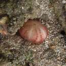 Image of Round-mouth bean urchin