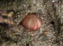 Image of burrowing urchins