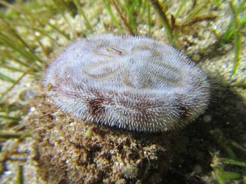 Image of Clypeaster reticulatus (Linnaeus 1758)