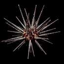Image of Tretocidaris bartletti (A. Agassiz 1880)