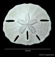 Image of Lanthonia grantii (Mortensen 1948)