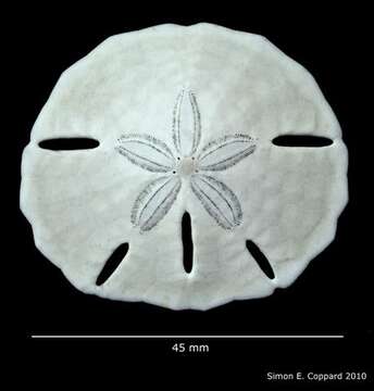 Image de Lanthonia grantii (Mortensen 1948)