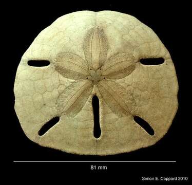 Image of Sand dollar