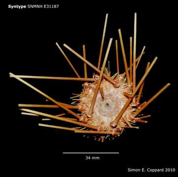 Image of Caenopedina hawaiiensis H. L. Clark 1912