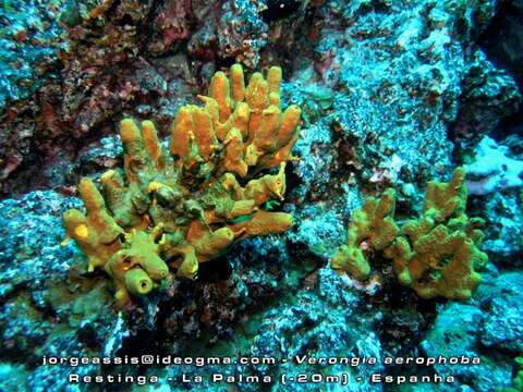 Image of aureate sponge