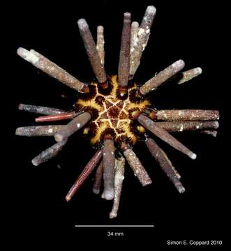 Imagem de Eucidaris thouarsii (L. Agassiz & Desor 1846)