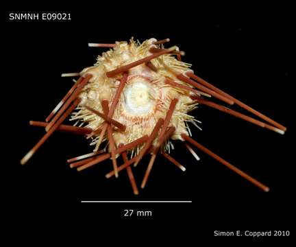 Image of Caenopedina indica (de Meijere 1903)