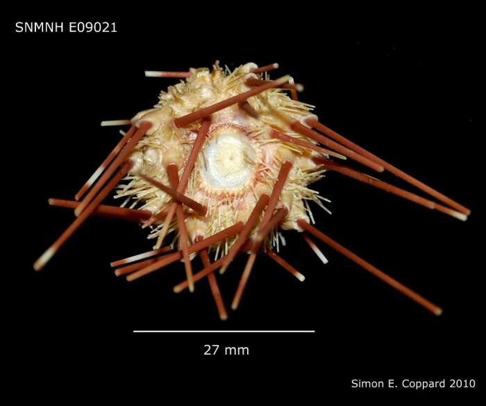 Image of Caenopedina indica (de Meijere 1903)