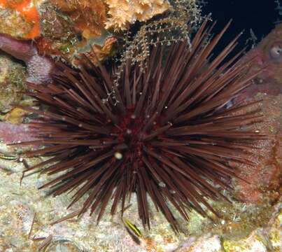 Image of Atlantic purple sea urchin