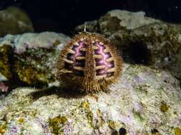 Image of Bald-patch urchin