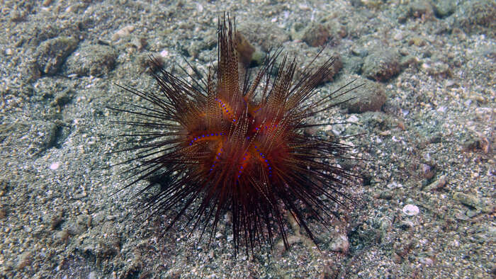 Image of Blue-Spotted Sea Urchin