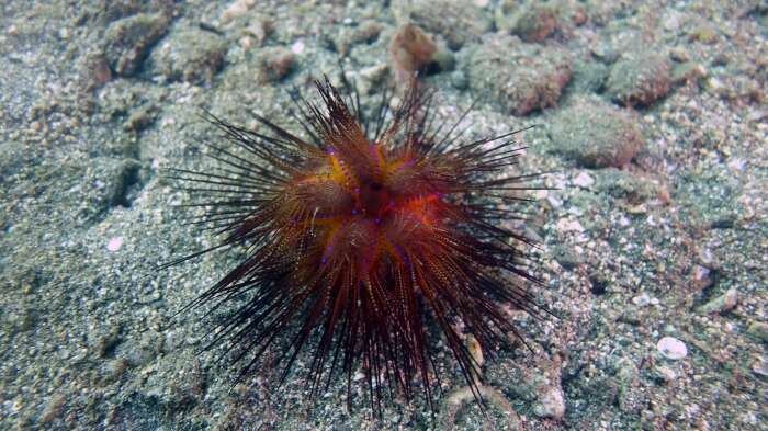 Image of Blue-Spotted Sea Urchin