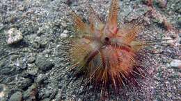 Image of Blue-Spotted Sea Urchin