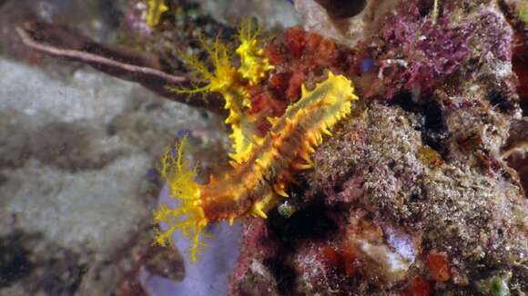 Image of Thorny sea cucumber