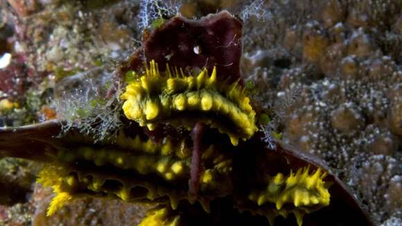 Image of robust sea cucumber