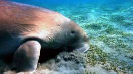 Image of dugongs