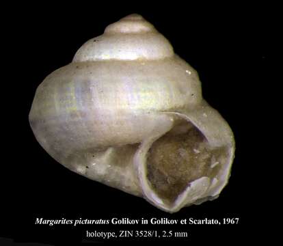 Image of Margarites picturatus Golikov ex Golikov & Scarlato 1967