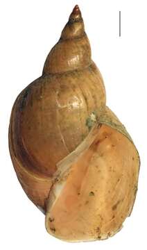 Image of Great Pond Snail