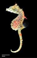 Image of Japanese pygmy seahorse