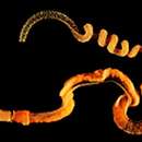 Image of Saccoglossus kowalevskii (Agassiz 1873)