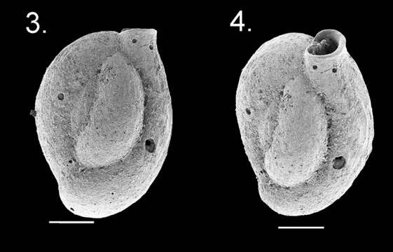 Image de Quinqueloculina baccaerti Mamo 2016