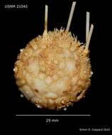 Image of Miller's sea urchin