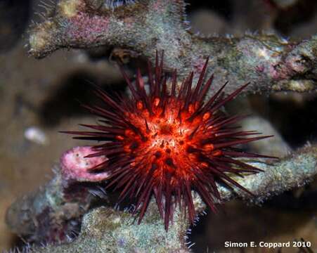 Image of rock urchin