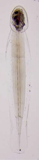 Oikopleura (Coecaria) longicauda (Vogt 1854)的圖片