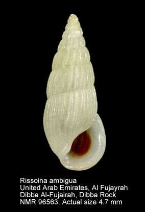 Image of Rissoina ambigua (Gould 1849)