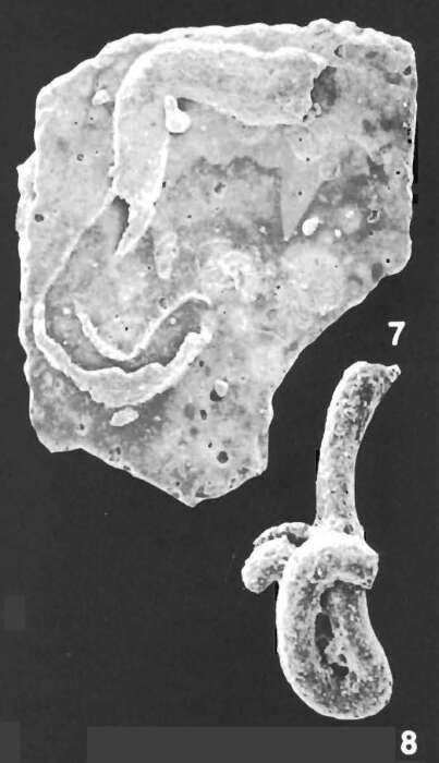 Image of Tolypammina vagans (Brady 1879)