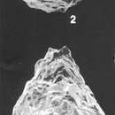 صورة Lagenammina pacifica Hofker 1978