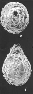 صورة Lagenammina pacifica Hofker 1978