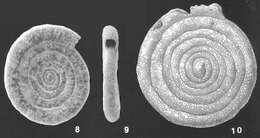 صورة Ammodiscus intermedius Höglund 1947