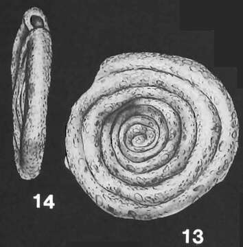 صورة Ammodiscus anguillae Höglund 1947