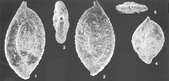 Image of Ammomassilina alveoliniformis (Millett 1898)