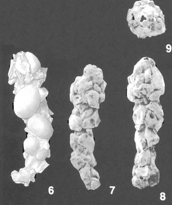 Image of Reophax testaceus Wiesner 1931