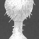 Image of Loeblichopsis spiculifera Hofker 1978