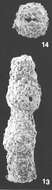Image of Pseudonodosinella nodulosa (Brady 1879)