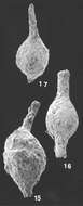 Image of Hormosinella distans (Brady 1881)