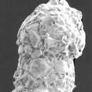 Image of Nodosinum gaussicum (Rhumbler 1913)