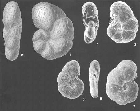 Image de <i>Haplophragmoides pusillus</i> Collins 1974