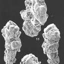 Image of Ammobaculites crassaformis Zheng 1988