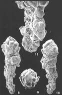 Ammobaculites crassaformis Zheng 1988 resmi