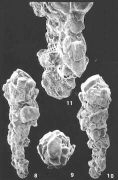 Image of Ammobaculites crassaformis Zheng 1988