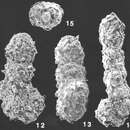 Image of Ammobaculites villosus Saidova 1975