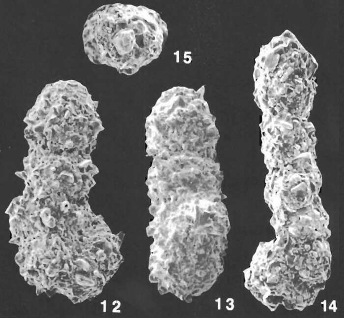 Image of Ammobaculites villosus Saidova 1975