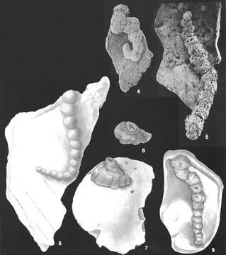 Image of Placopsilina bradyi Cushman & McCulloch 1939