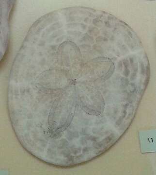 Image of Sand dollar