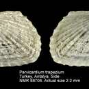 Image of Parvicardium trapezium Cecalupo & Quadri 1996